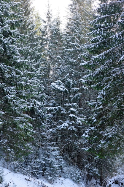 Linda floresta de coníferas verdes de inverno nas encostas das montanhas Recreação ao ar livre na temporada de inverno