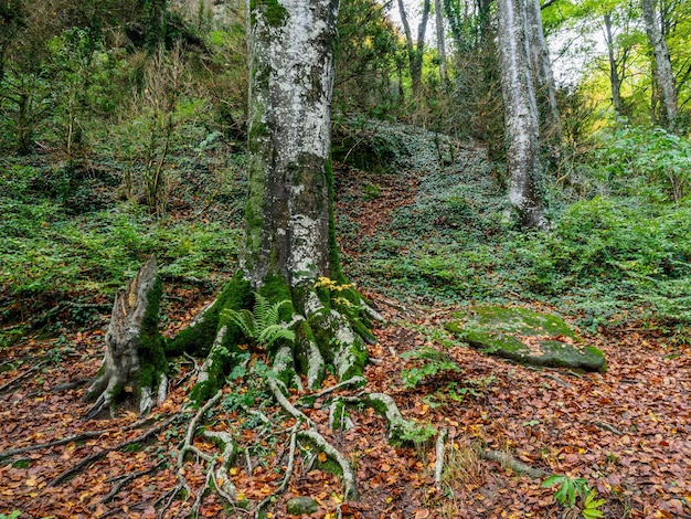 Linda floresta de faias de outono na floresta Grevolosa Catalunha Espanha