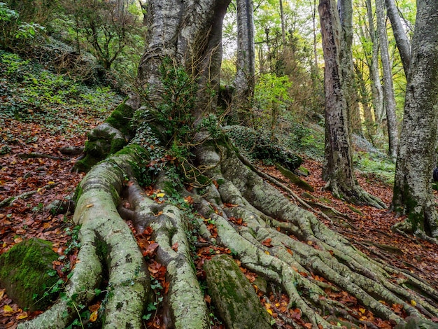 Linda floresta de faias de outono na floresta Grevolosa Catalunha Espanha