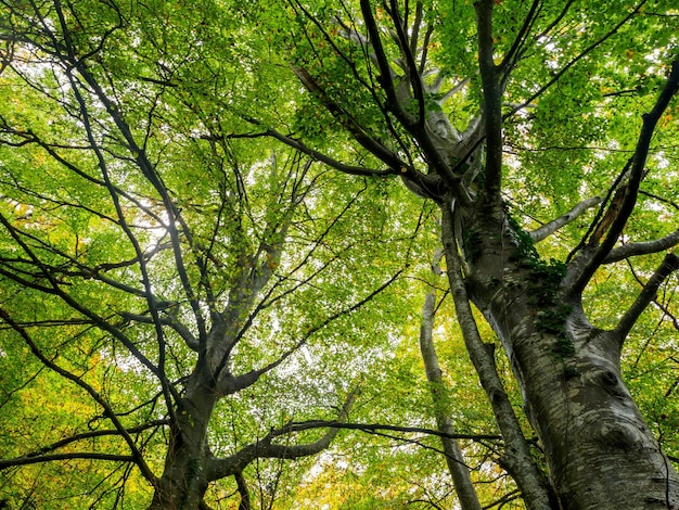 Linda floresta de faias de outono na floresta Grevolosa Catalunha Espanha