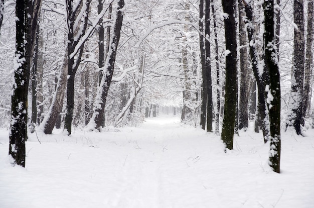 Linda floresta de inverno e a estrada