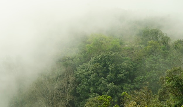 linda floresta verde