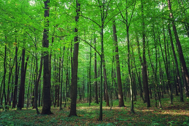 Linda floresta verde