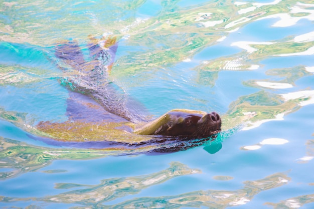 linda foca, foca nada na piscina