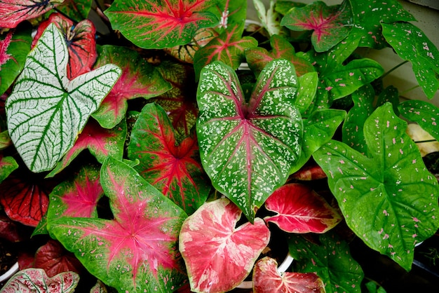 Linda folha colorida bicolor do caladium no jardim.