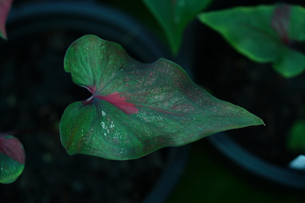 Linda folha colorida de Caladium bicolor no jardim