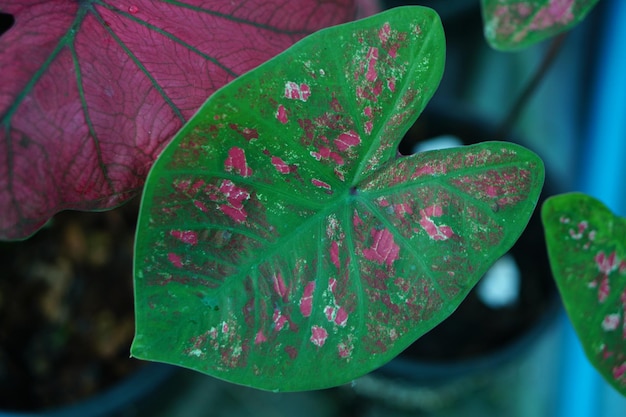 Linda folha colorida de Caladium bicolor no jardim