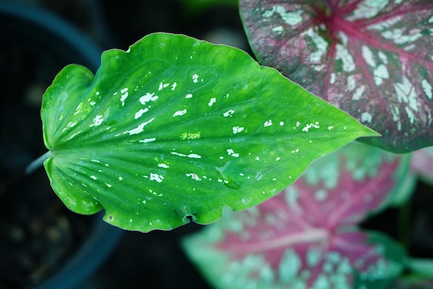 Linda folha colorida de Caladium bicolor no jardim