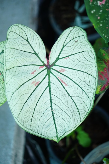 Linda folha colorida de Caladium bicolor no jardim