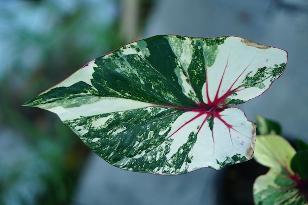 Linda folha colorida de Caladium bicolor no jardim