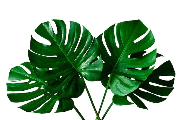 Linda folha de Monstera isolada no fundo branco