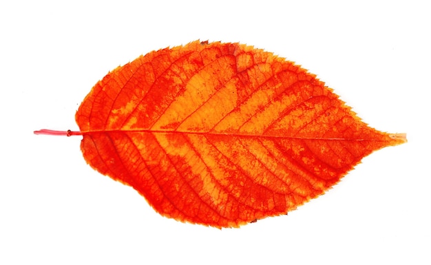 Linda folha de outono isolada em branco
