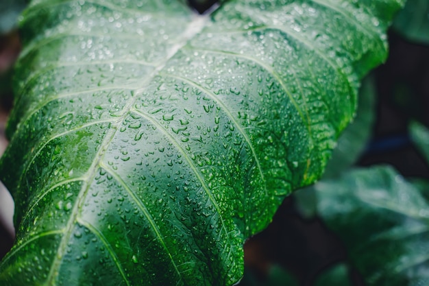 Linda folha verde com gotas de água