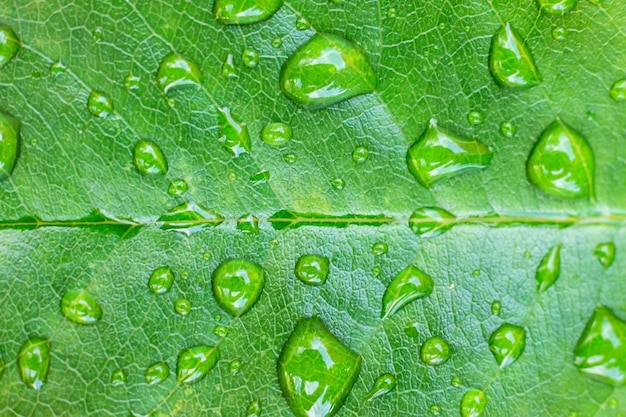 Linda folha verde com gotas de água