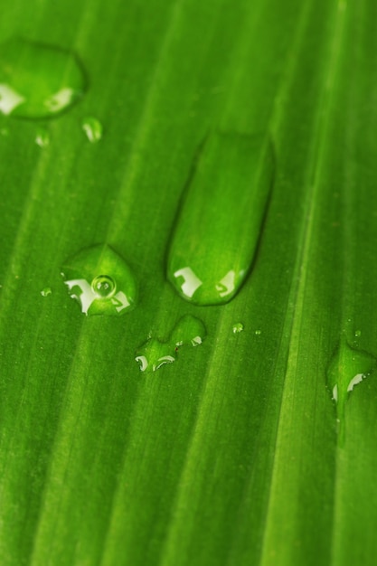 Linda folha verde com gotas de água