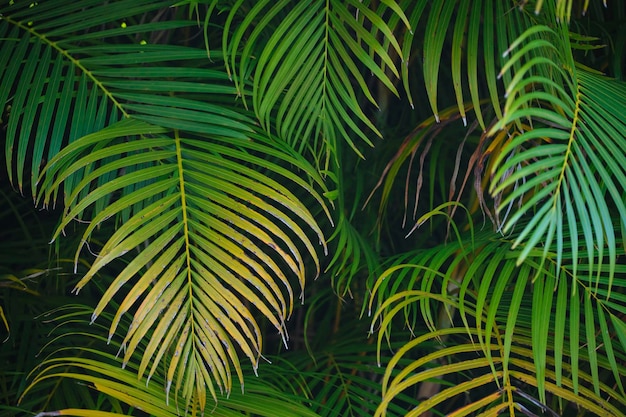 Linda folhagem de palmeira verde na floresta tropical Fundo de floresta tropical de verão