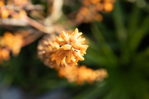 Linda foto de closeup de flor de laranjeira e fundo desfocado