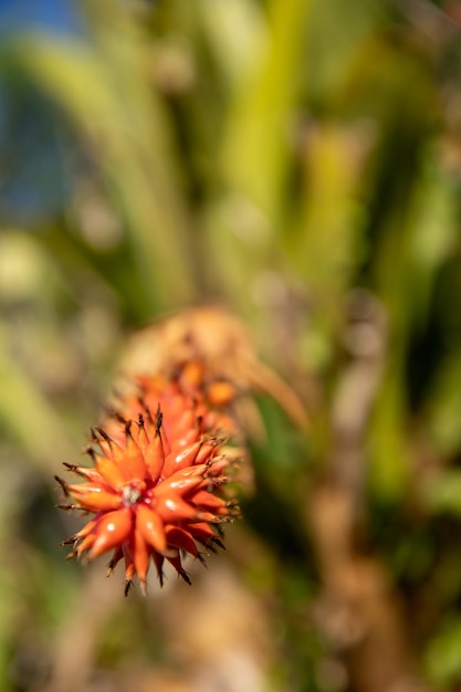 linda foto de closeup de flor de laranjeira e fundo desfocado