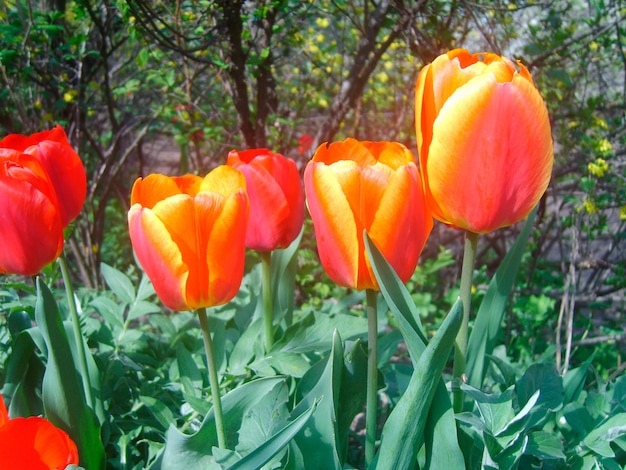 linda foto de flor de tulipa vermelha