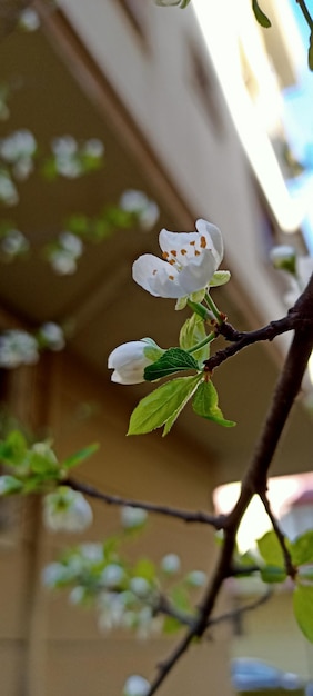 Linda foto de flores