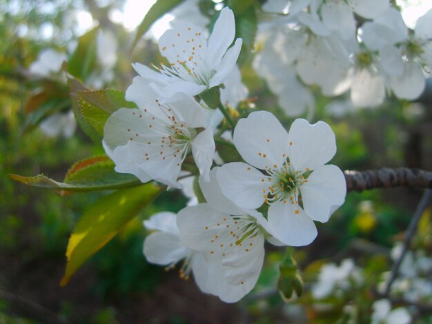 Linda foto de ramo de flor de cerejeira