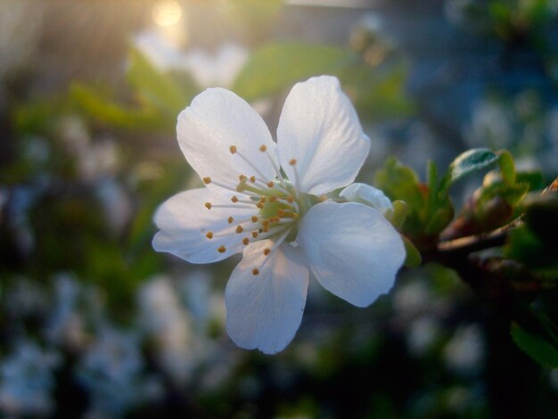 Linda foto de ramo de flor de cerejeira