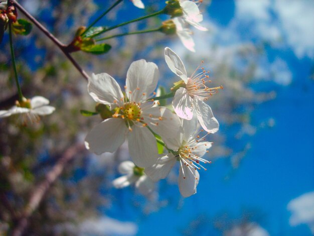 Linda foto de ramo de flor de cerejeira