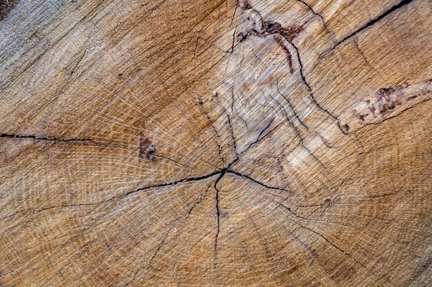 Linda fratura de madeira velho carvalho textura natural close-up textura consistindo de superfície velha fratura de madeira carvalho listrado textura de madeira velho carvalho decorativo tabby fratura para fundo de papel de parede