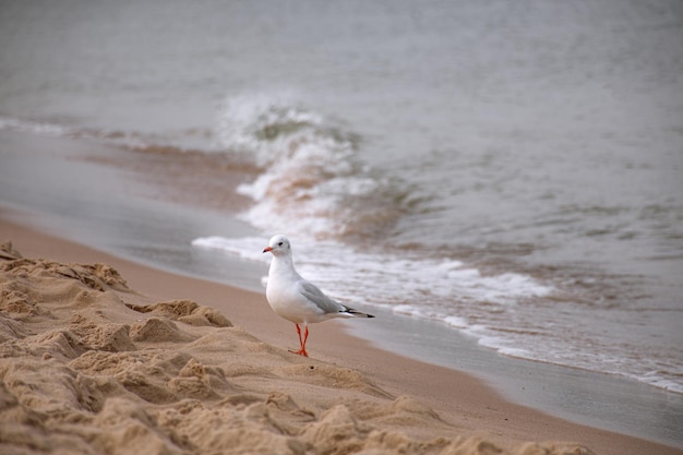 Linda gaivota de pássaro branco solitário caminha na areia à beira-mar com ondas.