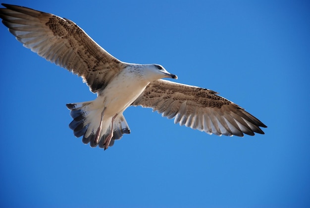 Linda gaivota em um céu azul de fundo