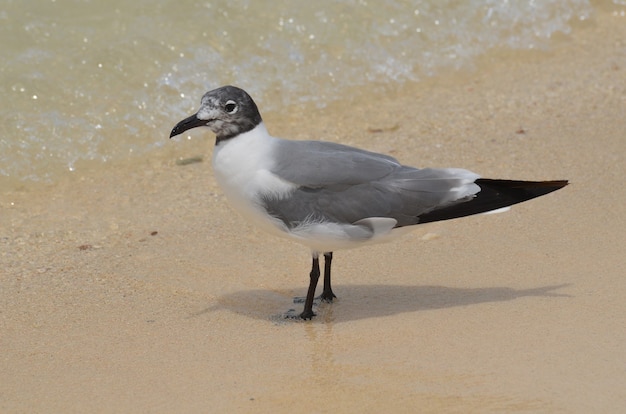 Linda gaivota olhando para a água com as ondas rolando na praia.