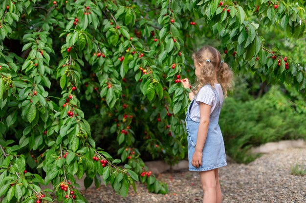 Linda garota colhendo cerejas de uma árvore em um dia de verão