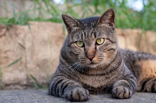 Linda gata sentada no chão de concreto