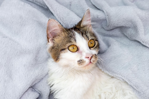 linda gatinha com olhos verdes amarelos bem abertos está deitada no cobertor cinza da cama gato de estimação doméstico