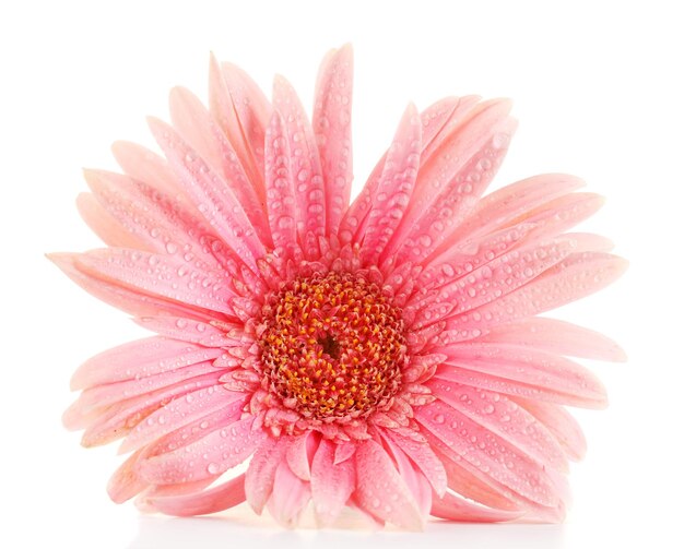 Linda gerbera rosa com gotas isoladas em branco