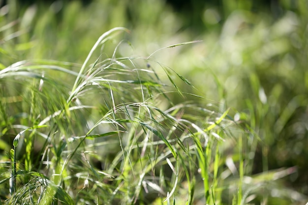 Linda grama verde ao ar livre