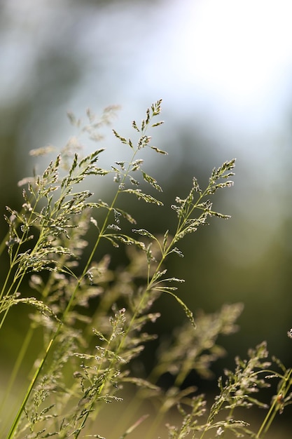 Linda grama verde ao ar livre