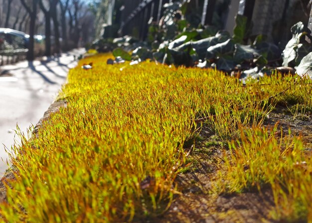 Linda grama verde primavera na cidade