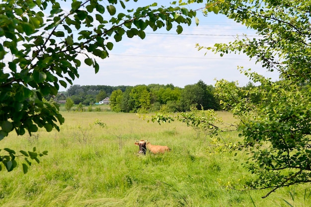 Linda grande vaca leiteira pasta em prado verde