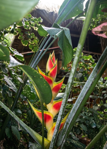 Linda heliconia no jardim