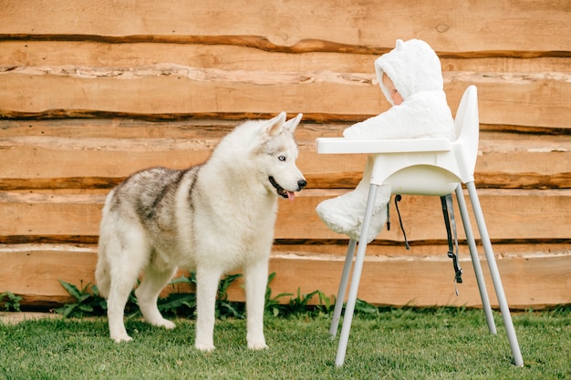 Linda husky em pé perto de criança sentada na cadeira alta em traje de urso branco