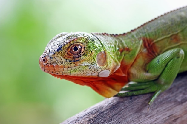 Linda iguana vermelha closeup cabeça em madeira animal closeup