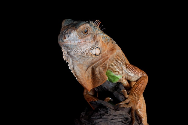 Linda iguana vermelha closeup com cabeça na madeira