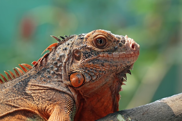 Linda iguana vermelha closeup com cabeça na madeira