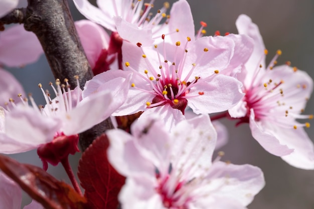 Foto linda iluminada pela luz do sol, as cerejeiras em flor na primavera