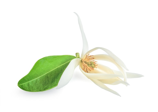 Foto linda ilustração de flor de branca michelia alba flower ou michelia champaca flower com folhas verdes sobre fundo branco