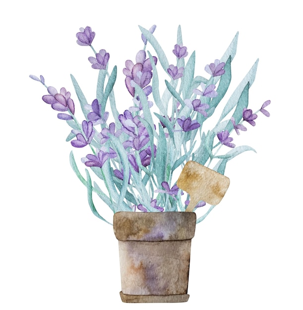 Linda ilustração em aquarela de provence lavanda