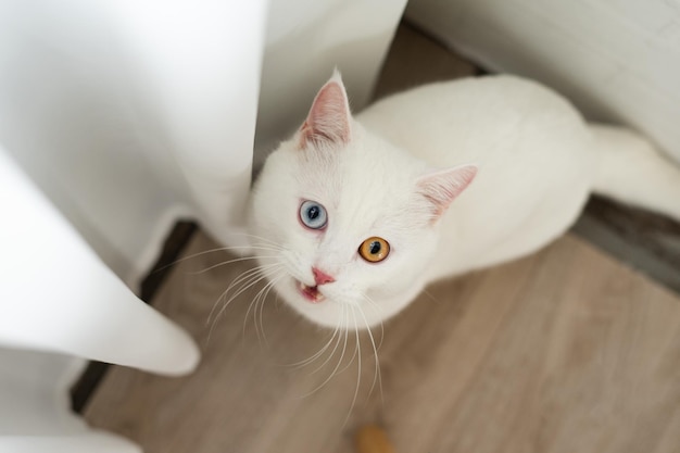 linda imagem de gato branco com olhos de duas cores em casa