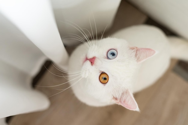 linda imagem de gato branco com olhos de duas cores em casa