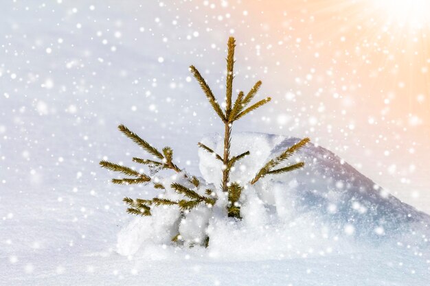 Linda incrível paisagem de montanha de inverno de Natal Pequeno abeto verde jovem crescendo sozinho na neve profunda no dia gelado ensolarado frio em flocos de neve coloridos claros e brilhantes copiam o fundo do espaço